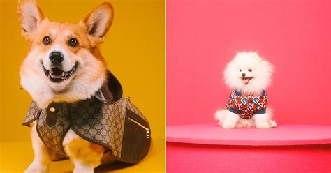 ¡Qué perrucci! Gucci lanza colección para mascotas y es lo